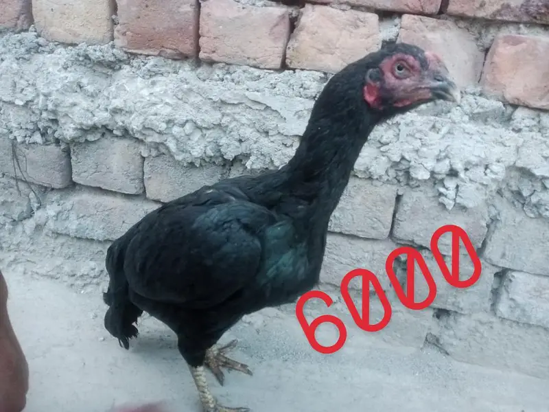Aseel hens — photo 6