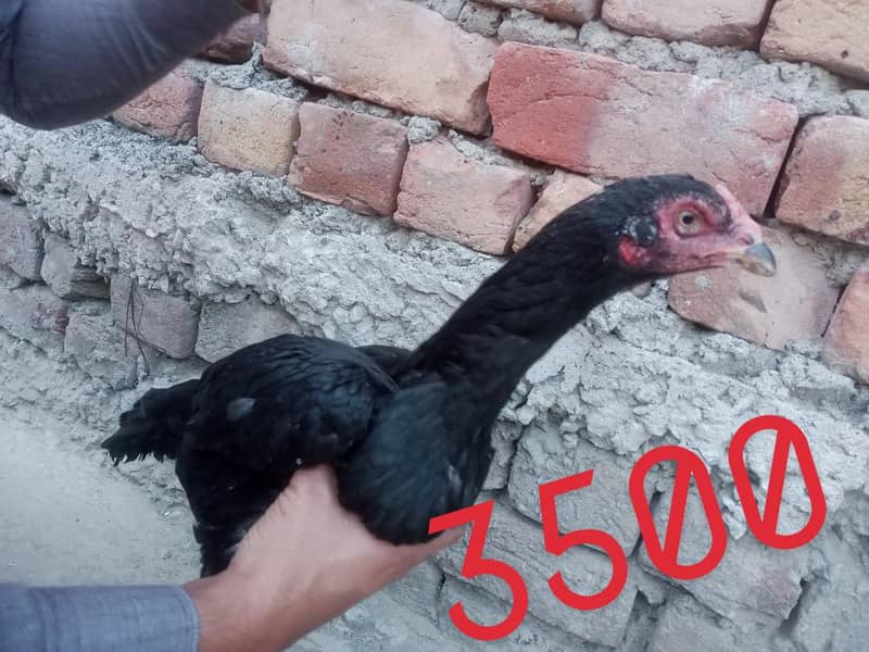 Aseel hens 6
