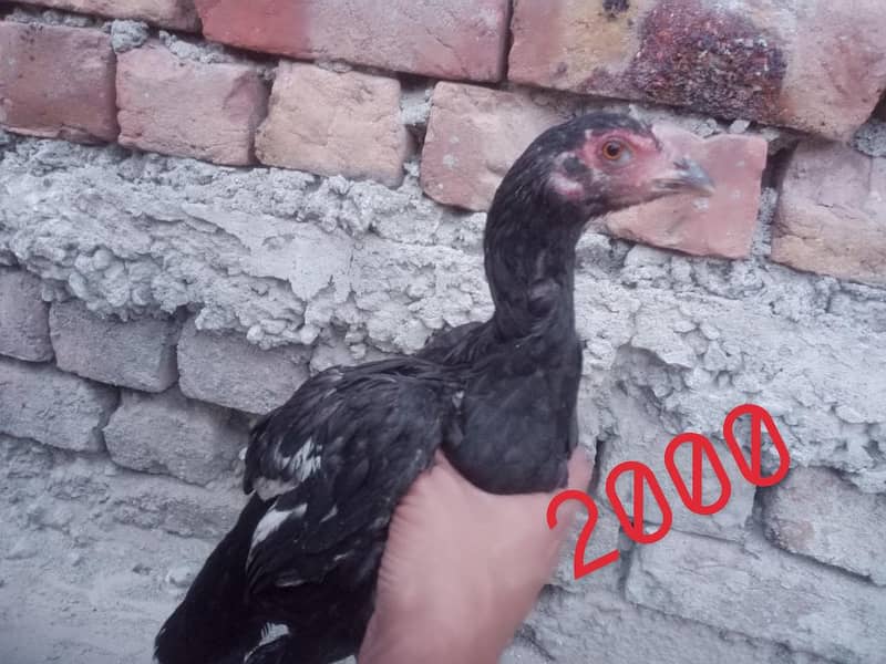 Aseel hens 7