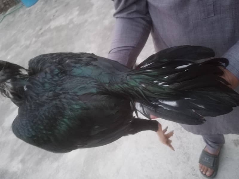 Aseel hens 8