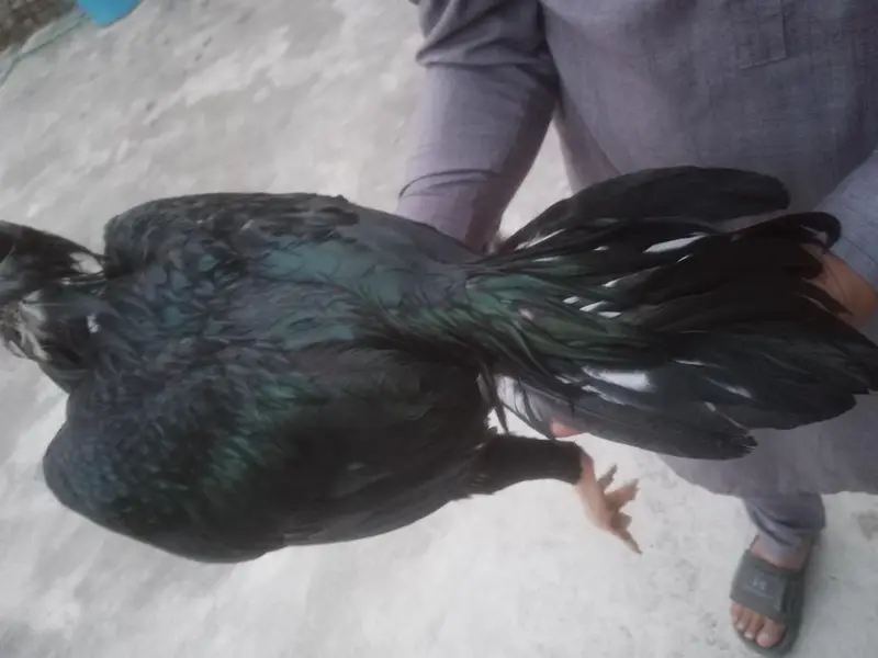Aseel hens — photo 9