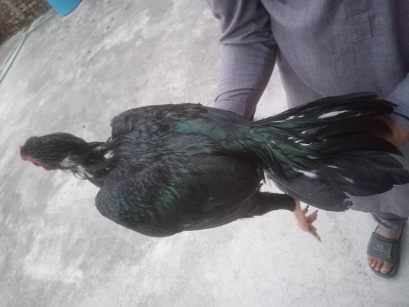 Aseel hens 9