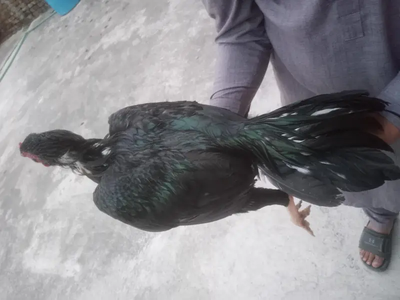 Aseel hens — photo 10