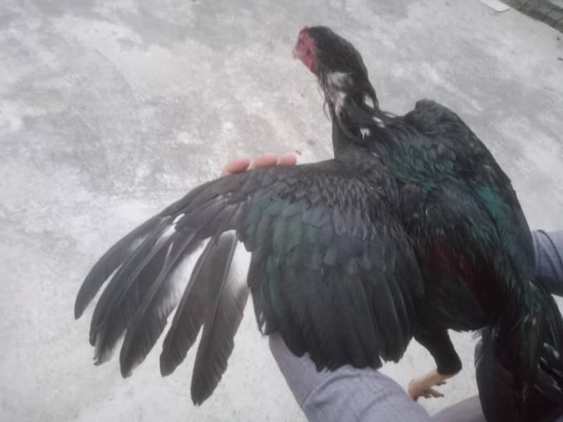 Aseel hens 10