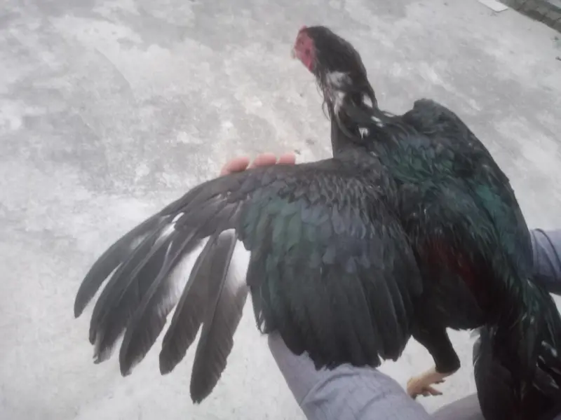 Aseel hens — photo 11
