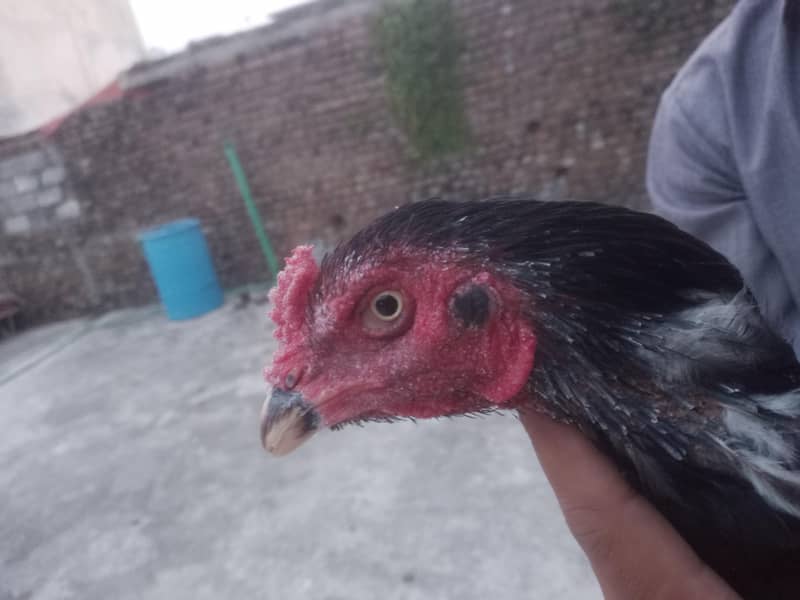 Aseel hens 11