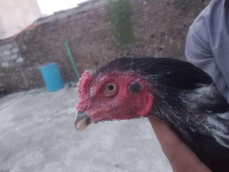 Aseel hens — photo 12