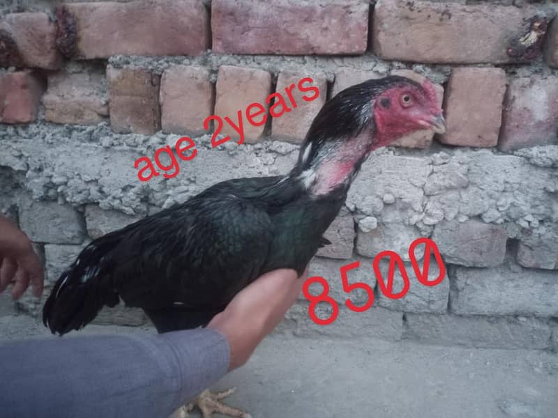 Aseel hens 12
