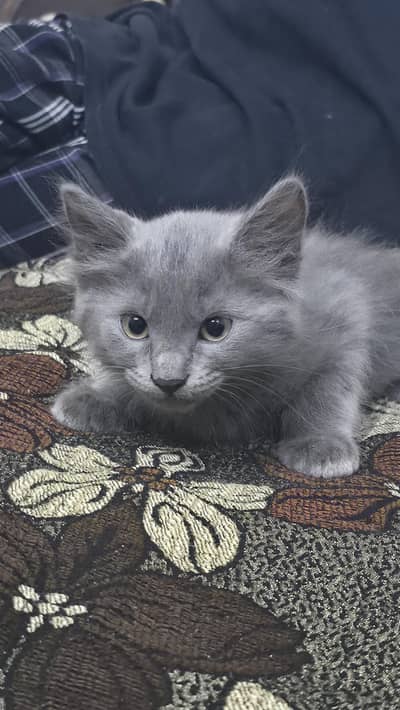 Gray Fluffy Kitten