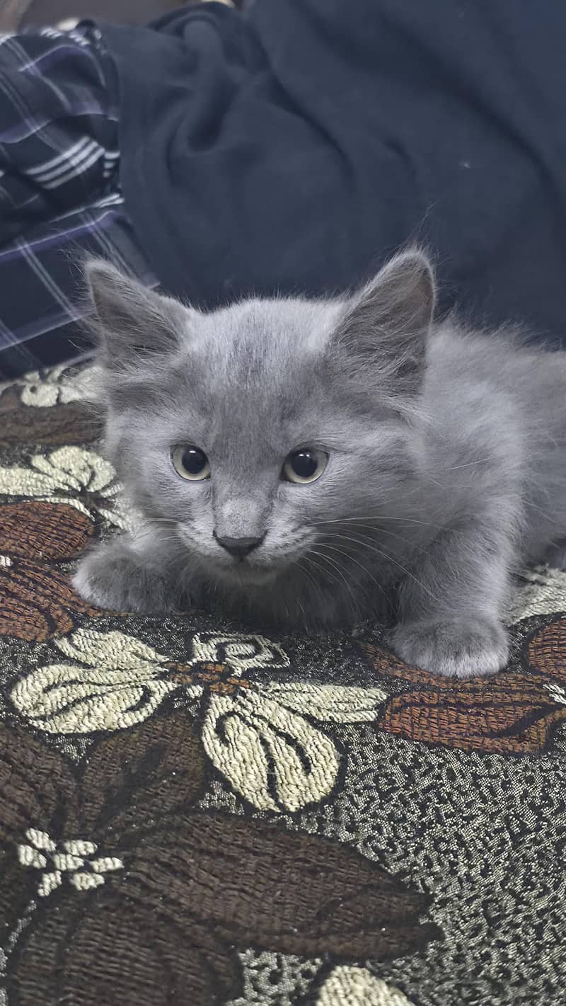 Gray Fluffy Kitten 0