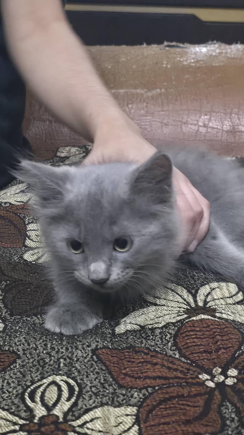 Gray Fluffy Kitten 1