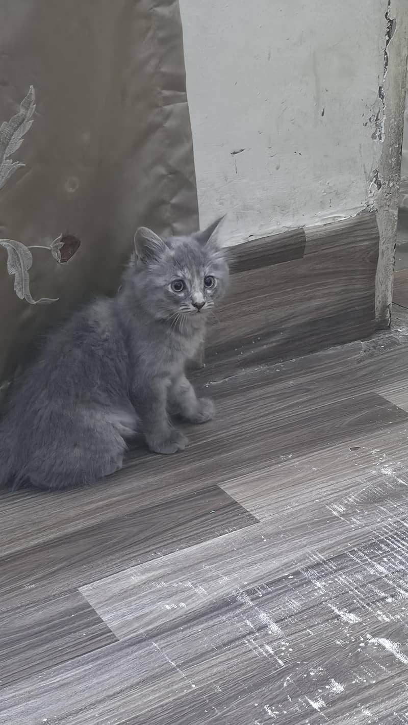 Gray Fluffy Kitten 2