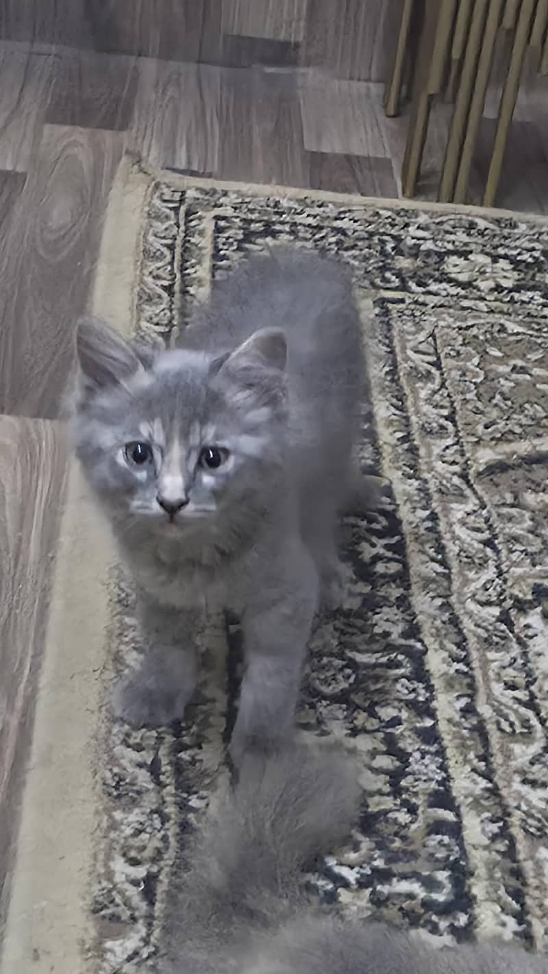 Gray Fluffy Kitten 3