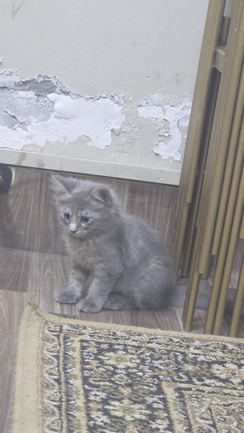 Gray Fluffy Kitten 4