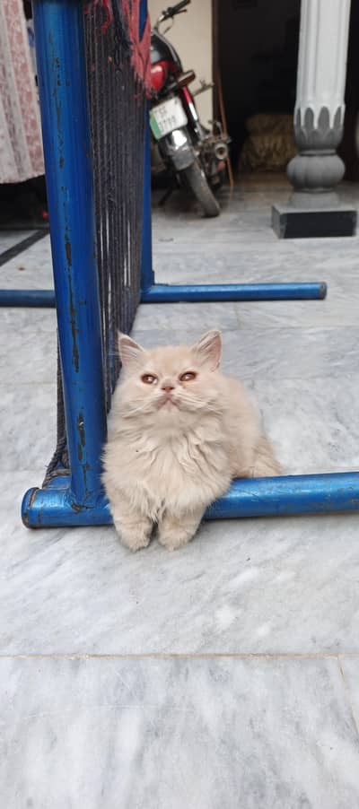 punch face triple coated, litter trained, on home feed