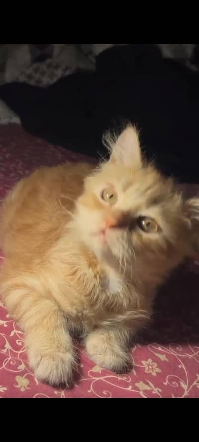 Persian cute cat for sale