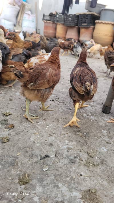 Golden Misri chicks for sale / Desi Hens age 1 month ( 03467621562)