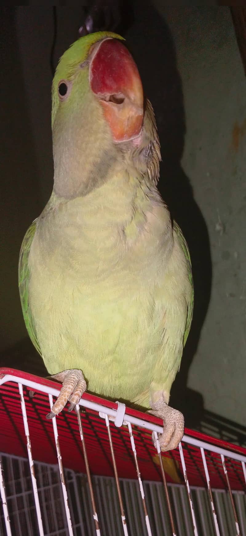 raw parrot 0