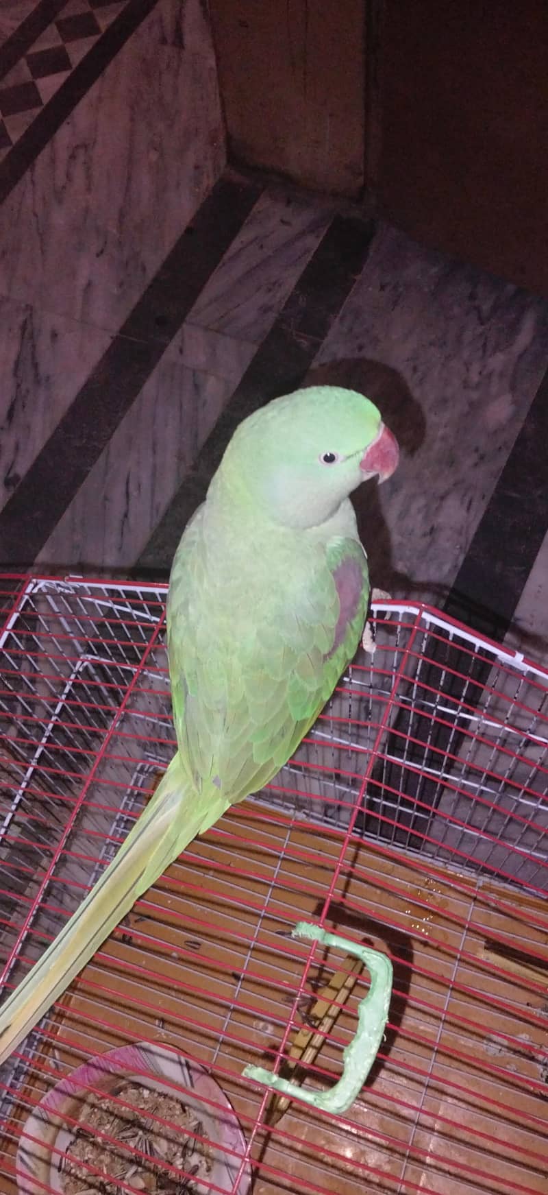 raw parrot 1