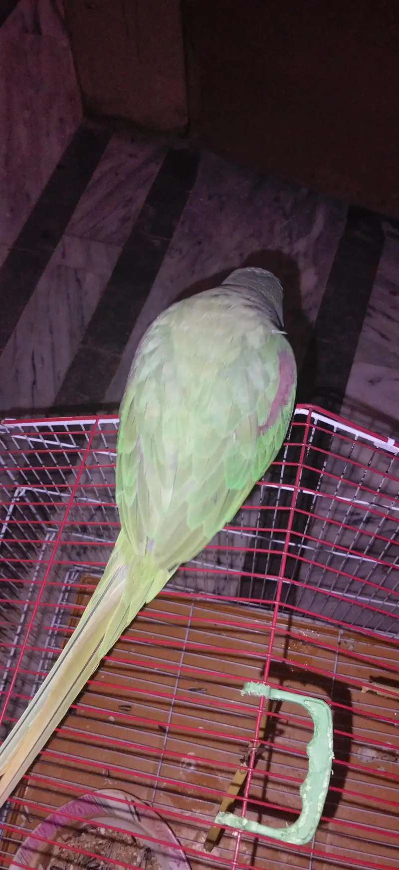 raw parrot — photo 3