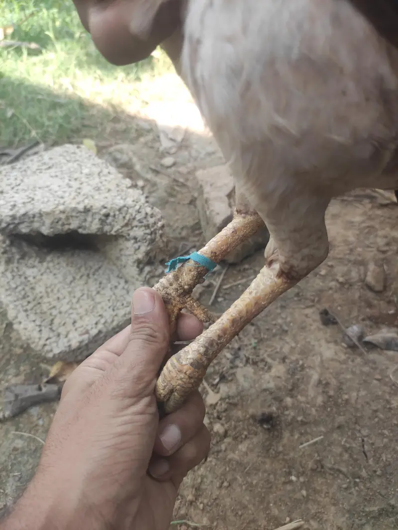 ASEEL MIANWALI — photo 2