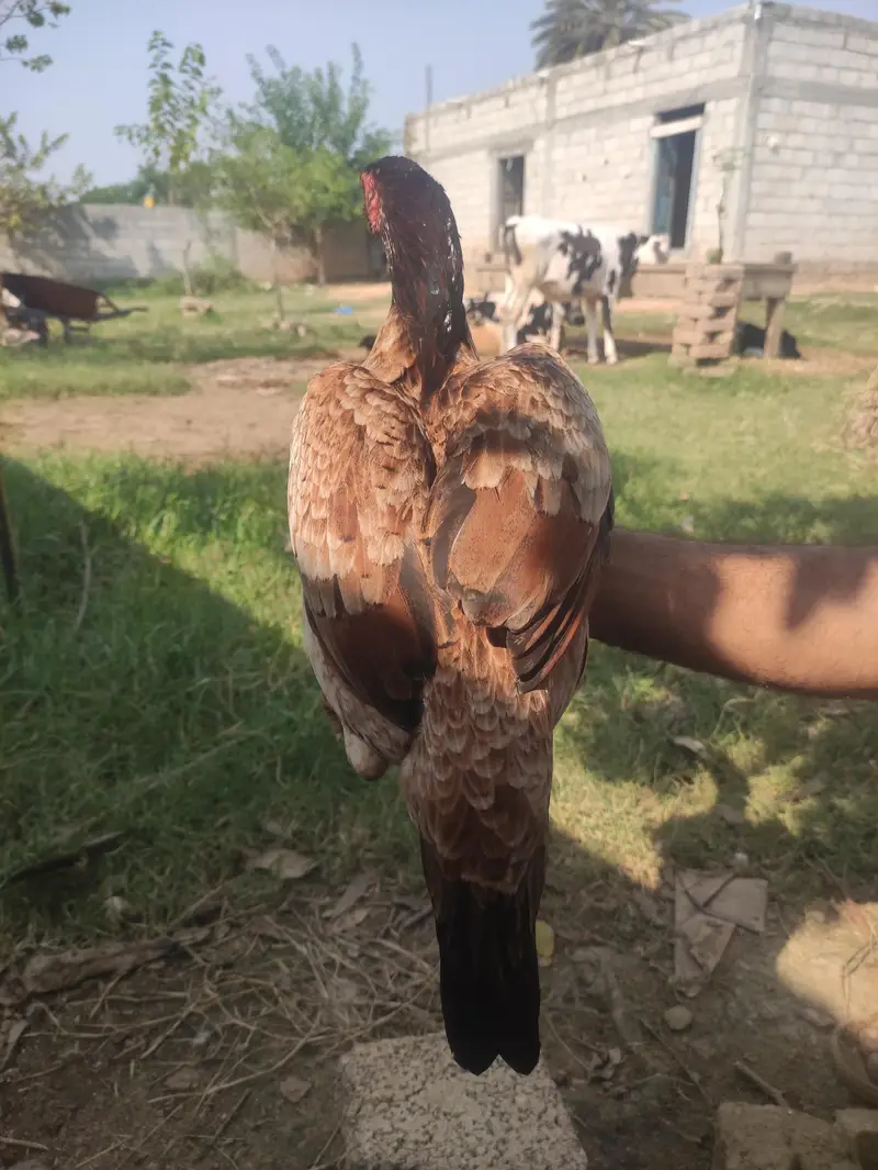ASEEL MIANWALI — photo 3