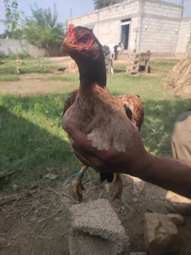 ASEEL MIANWALI — photo 4