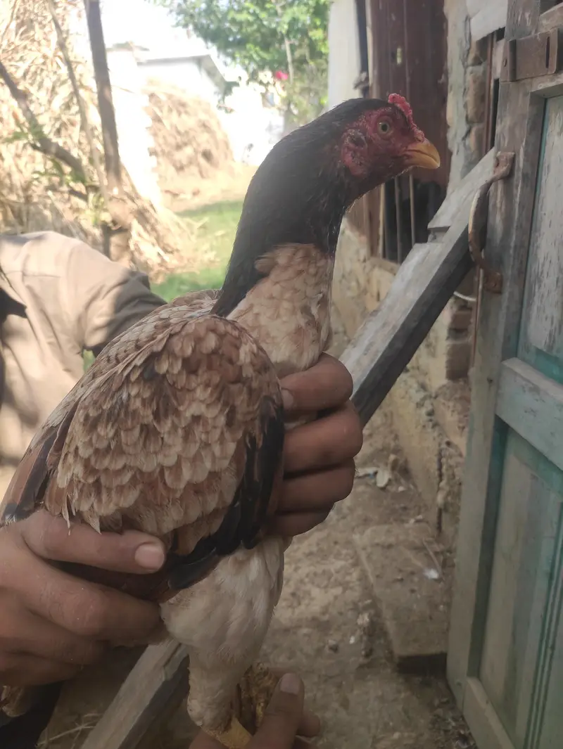 ASEEL MIANWALI — photo 5