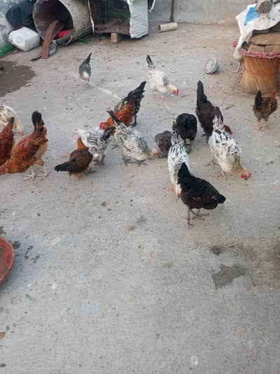 22 choza for sale