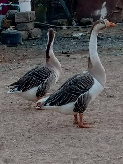Chinese Hans Pair -Healthy & Active Malir Karachi