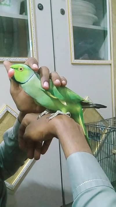 green porat for sale discrimination par Len