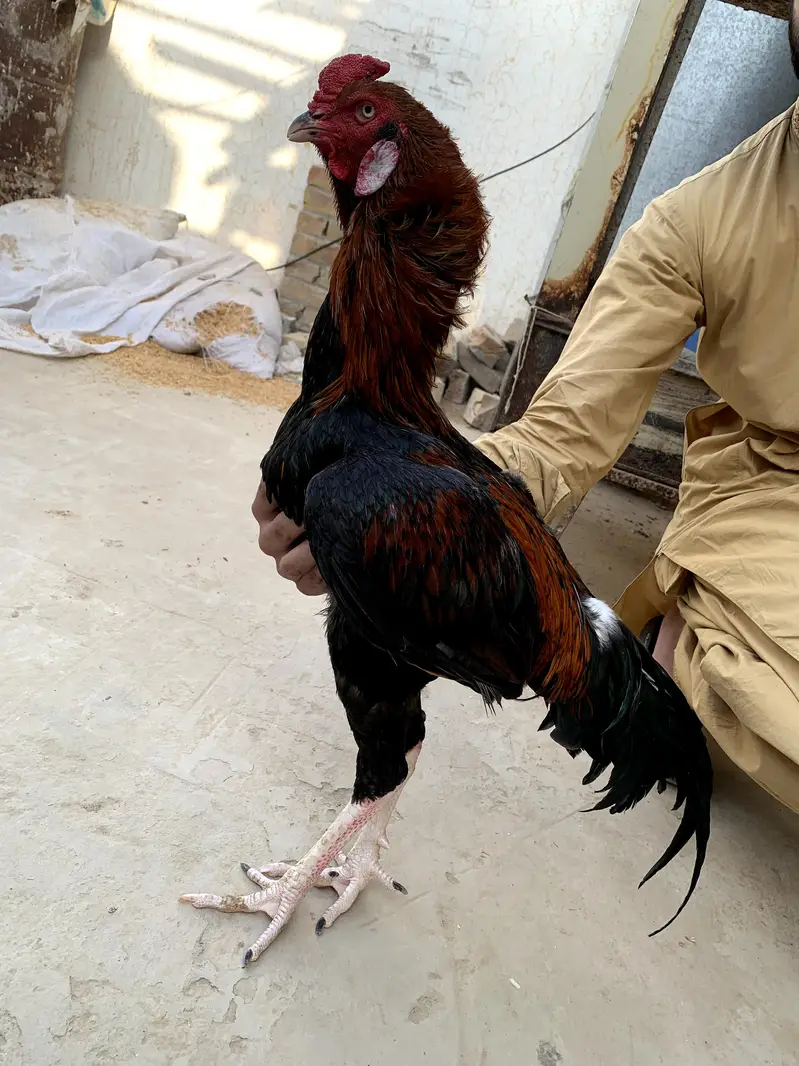 Aseel Lakha — photo 3