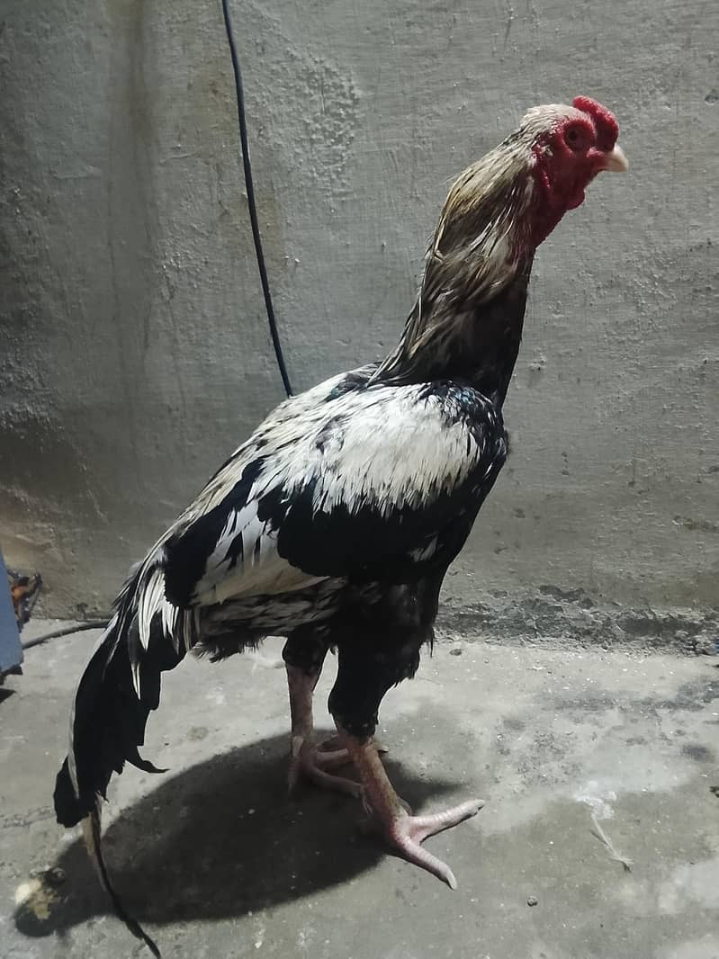 aseel java murga and saleti murgi 0