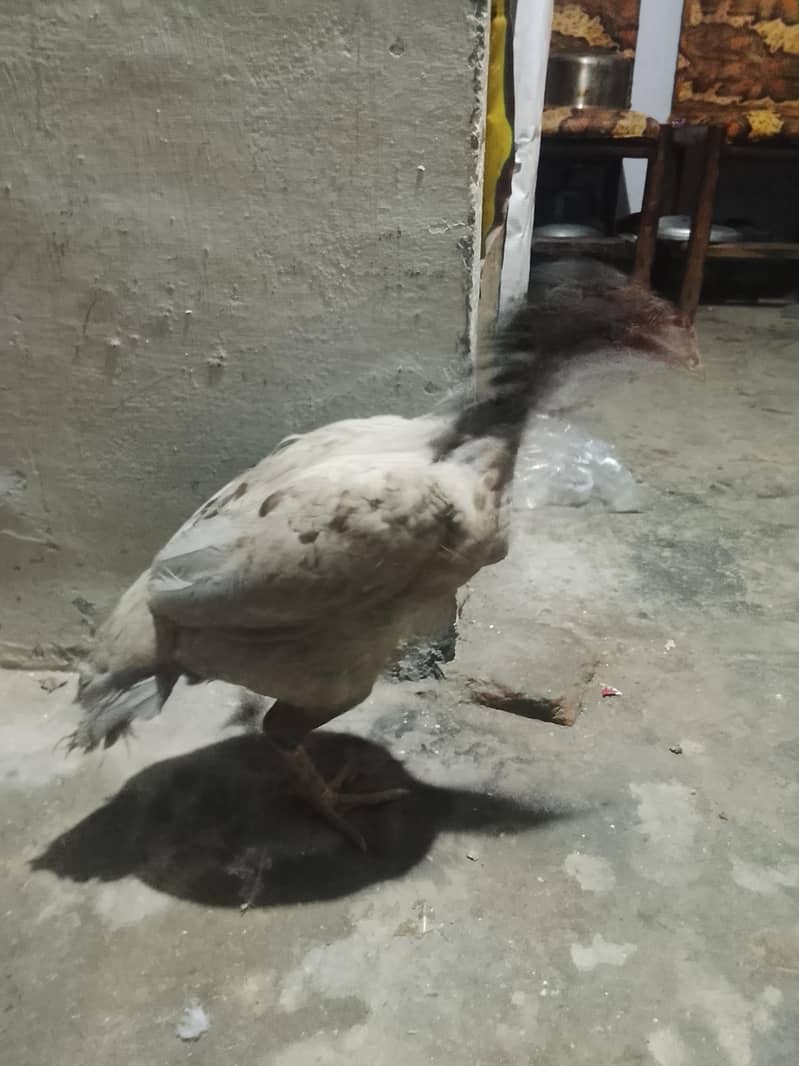 aseel java murga and saleti murgi 2