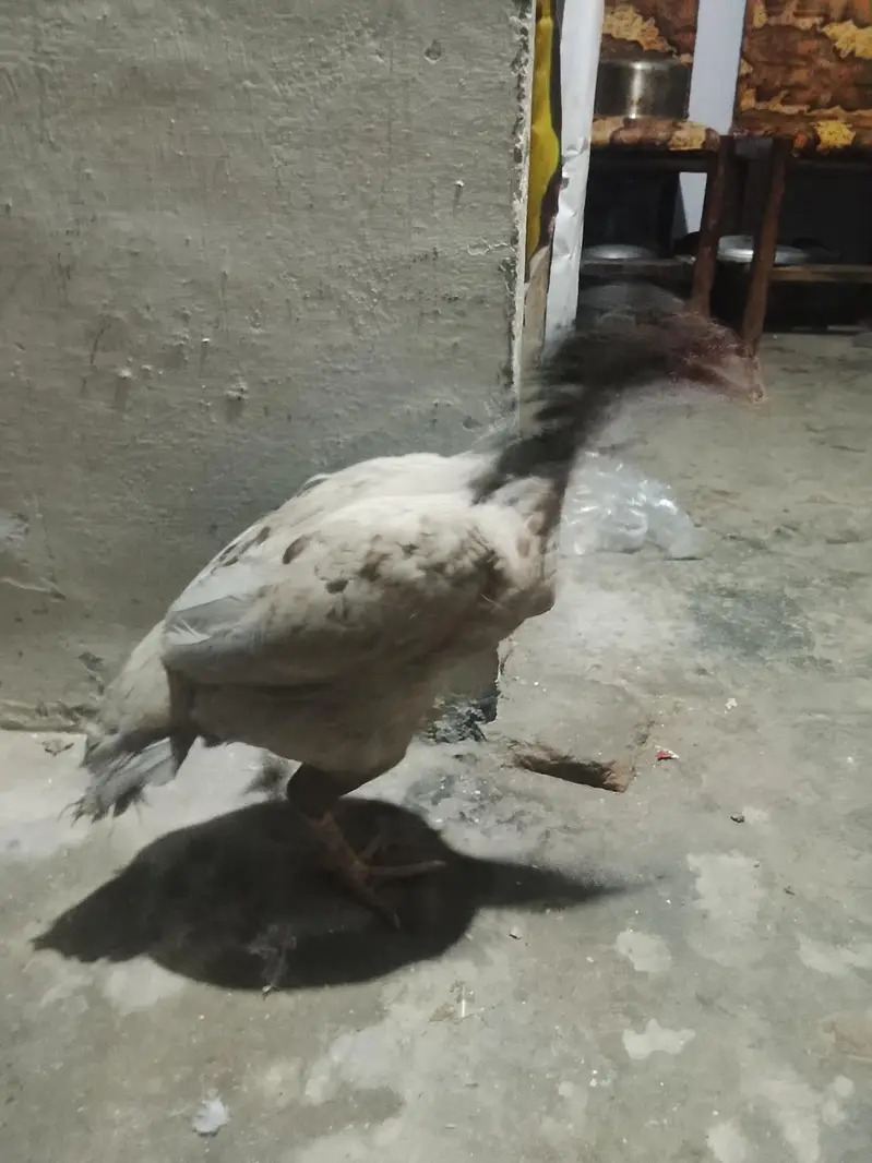 aseel java murga and saleti murgi — photo 3