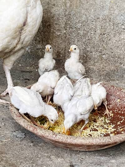 HEERA ASEEL CHICKS