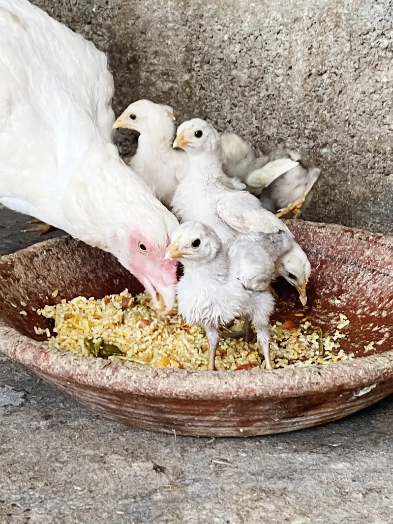 HEERA ASEEL CHICKS — photo 2