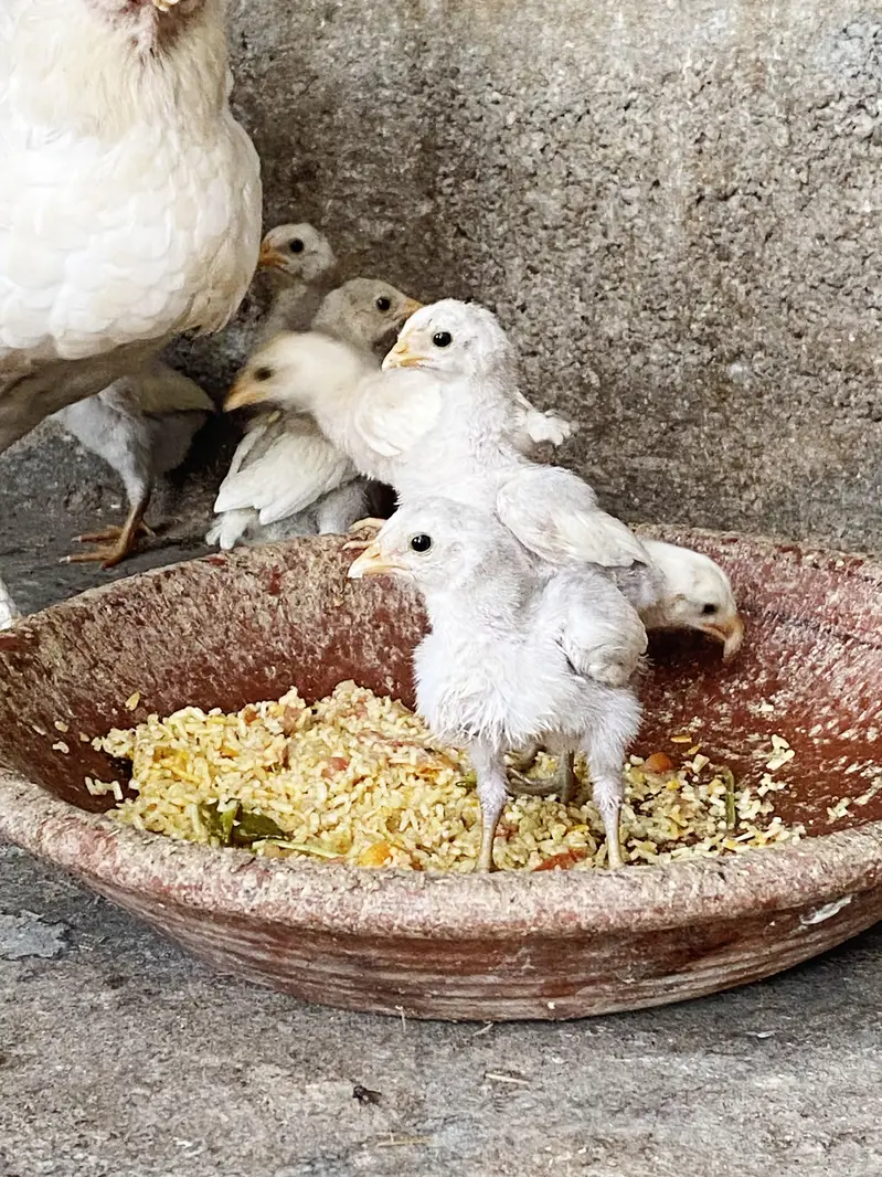 HEERA ASEEL CHICKS — photo 3