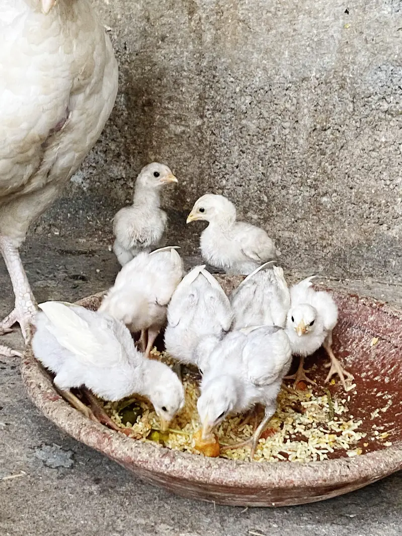 HEERA ASEEL CHICKS — photo 4