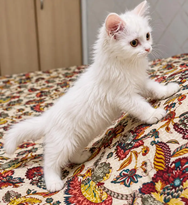 Triple court .  persian car .  Hazzle eyes  .  doll face — photo 2