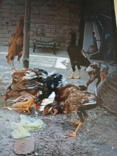 pair and chiks for sale