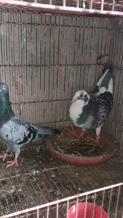 Qasid Pigeon/ Breeder Pigeon pair / Qasid Kabotar/ Kabotar /