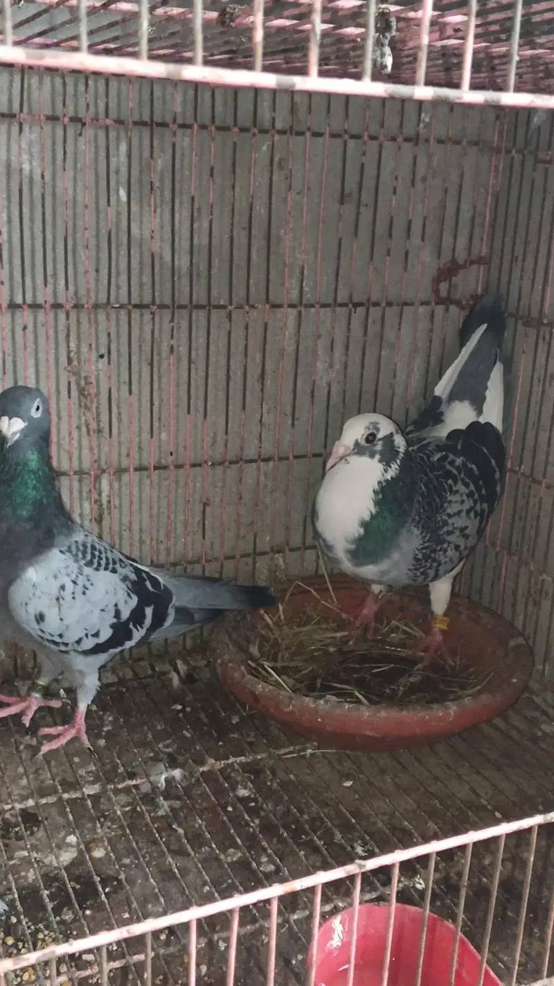 Qasid Pigeon/ Breeder Pigeon pair / Qasid Kabotar/ Kabotar / — photo 2