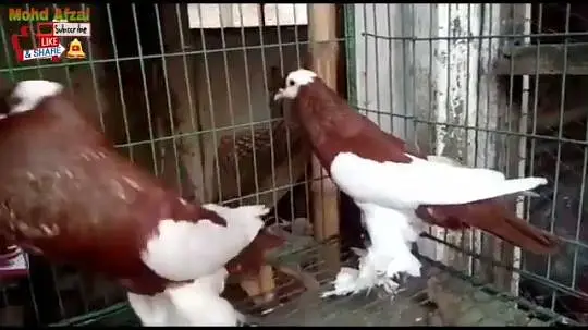Porter pigeon ready to first breed — photo 4