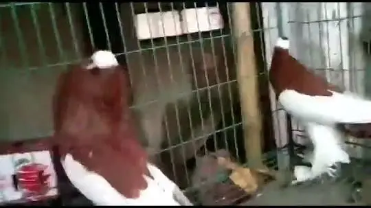 Porter pigeon ready to first breed — photo 5