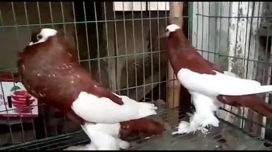 Porter pigeon ready to first breed — photo 6