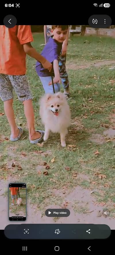 pomeranian female available near to heat