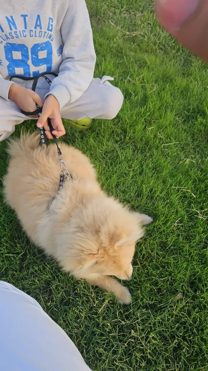 pomeranian female available near to heat — photo 2