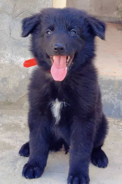 Black german shepherd puppy triple coated massive size