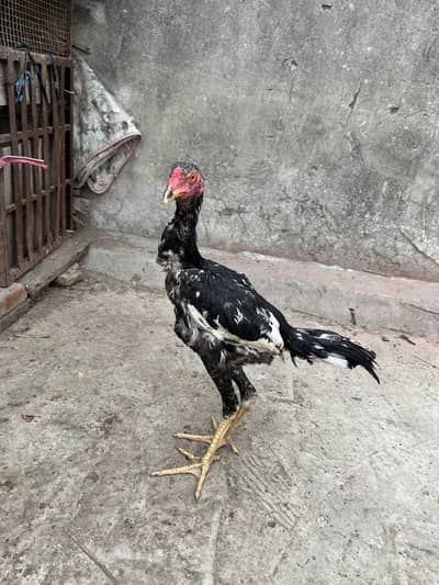 Shamo
